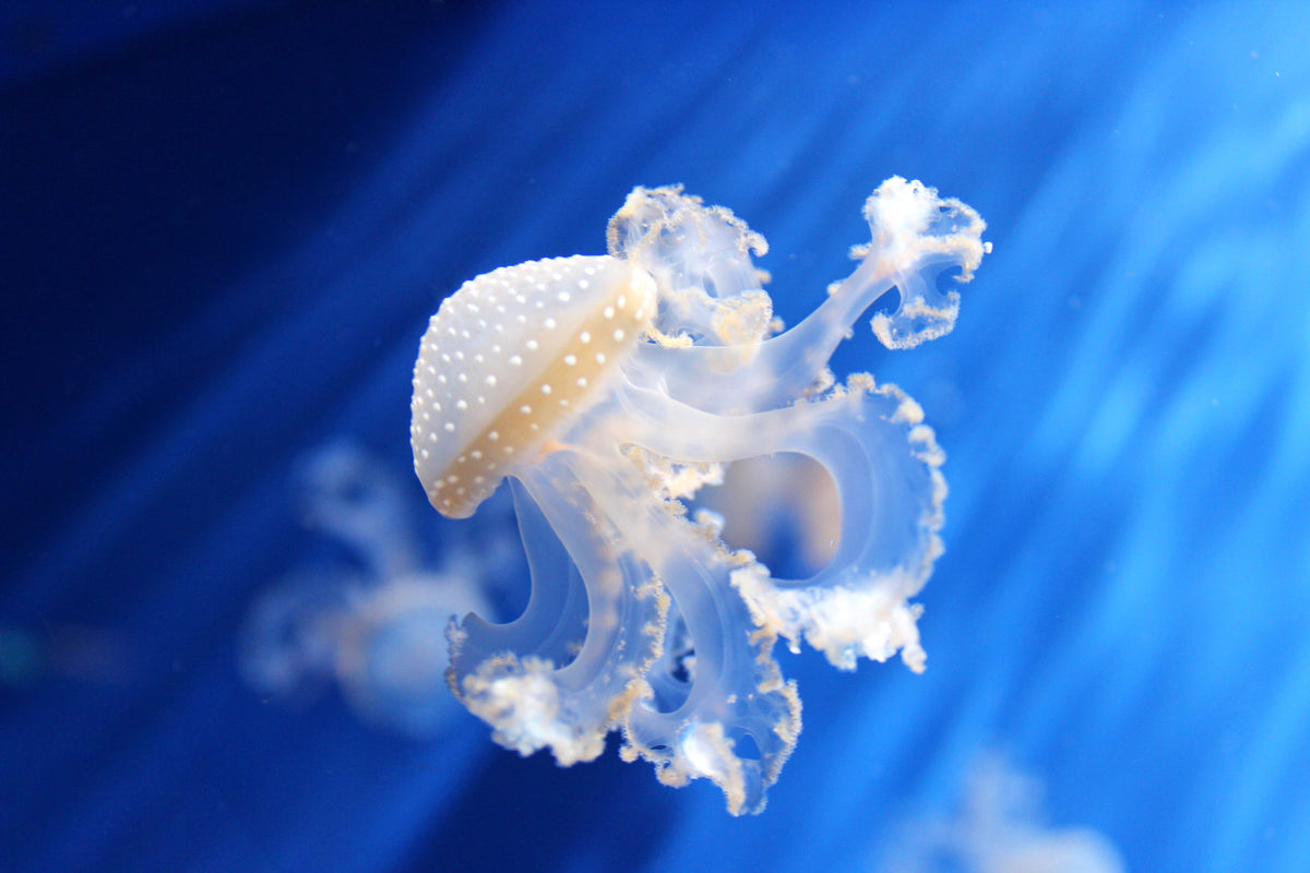 Blue Jellyfish Squishy Sensory Toy