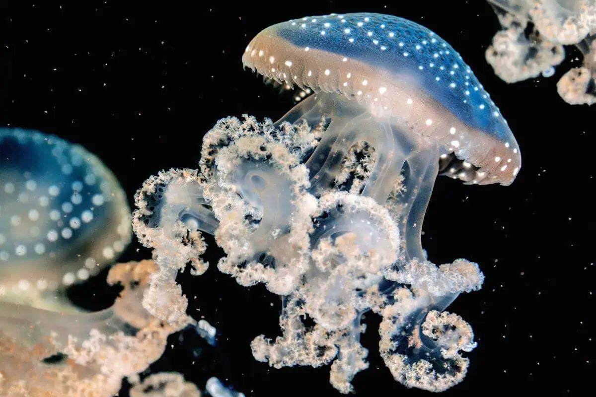 Blue Jellyfish Squishy Sensory Toy